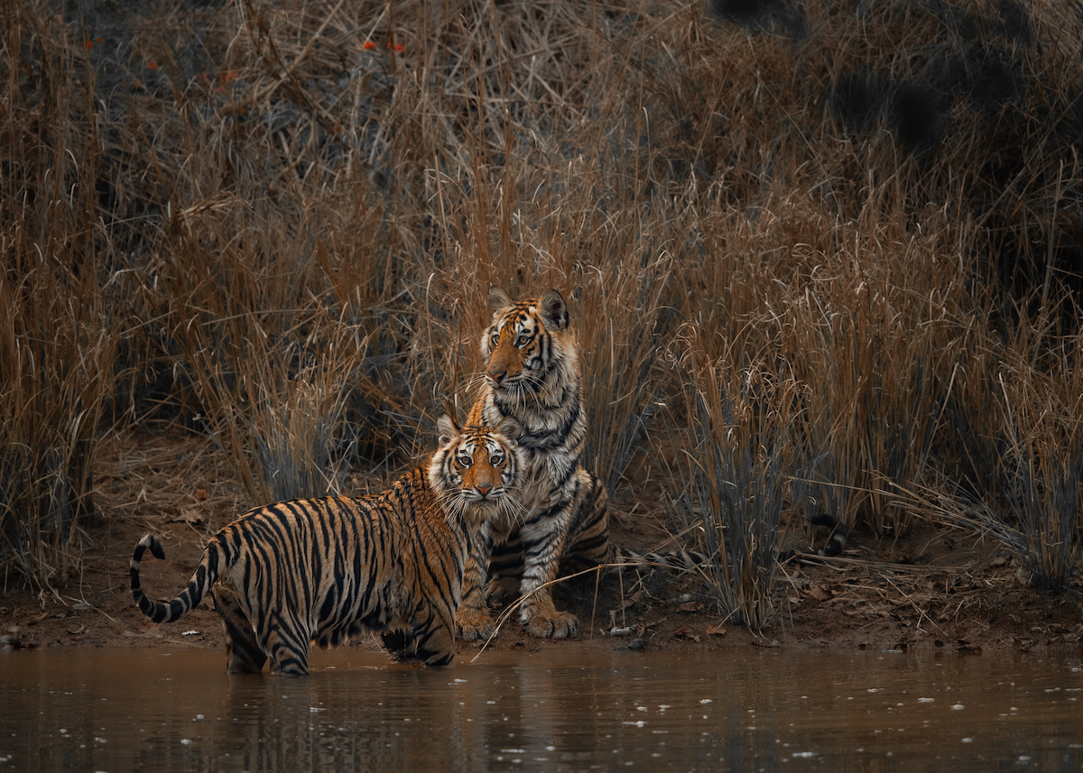 two tigers near the edge of a waterhole, standing alert among dry grass