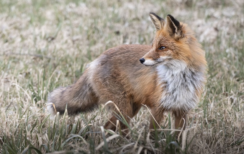 wildlife photography Estonia_4