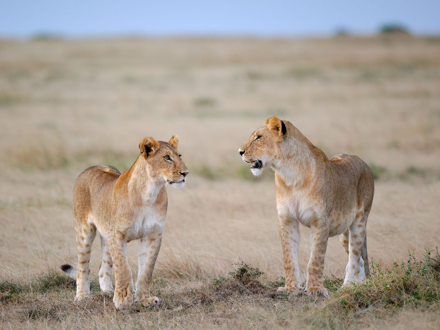 Two lionesses standing close together in a dry grassy field