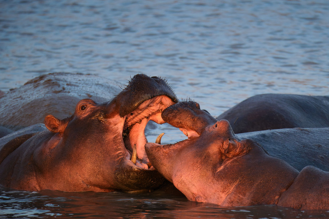 Two hippos in the water with their mouths wide open