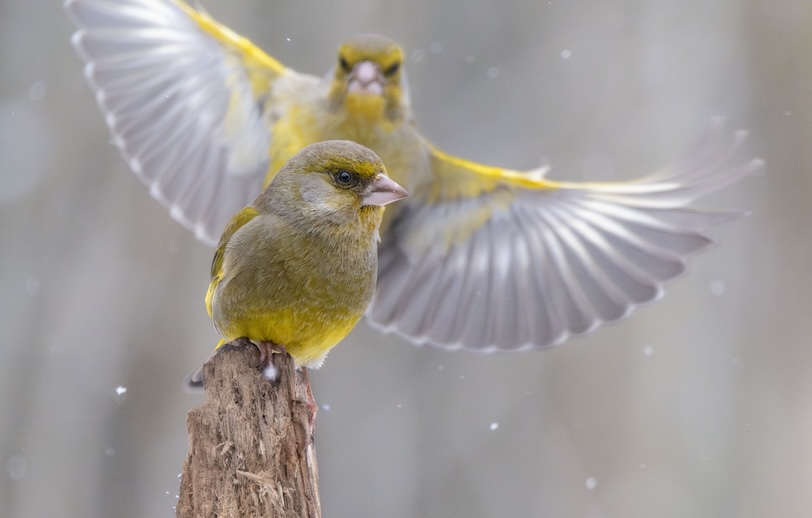 bird photography Estonia_2