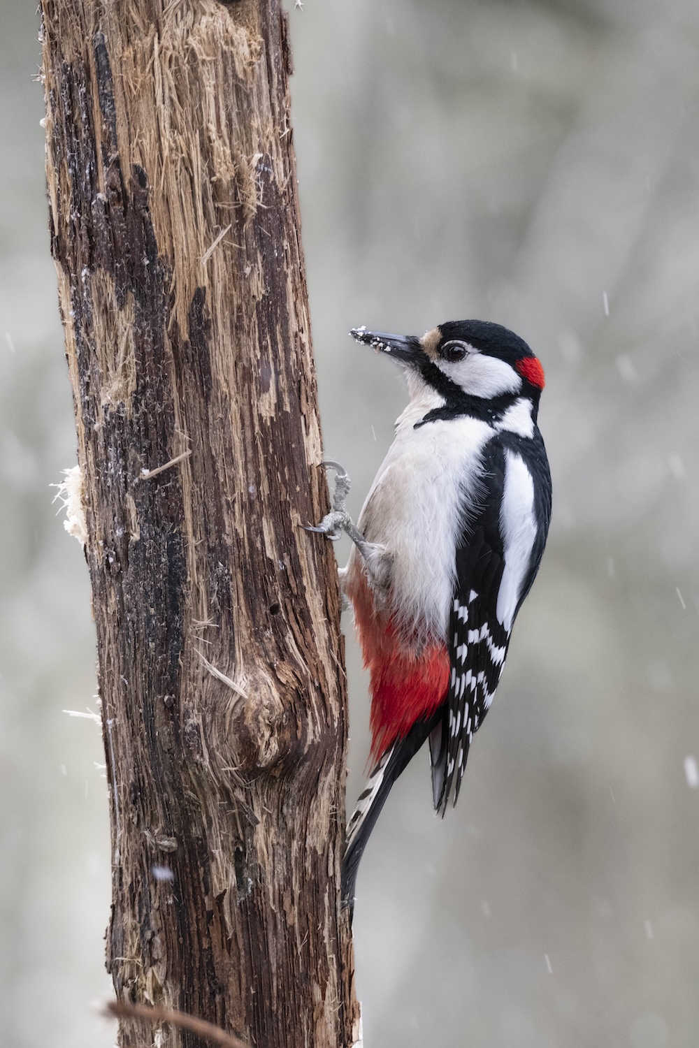 Estonia bird photography