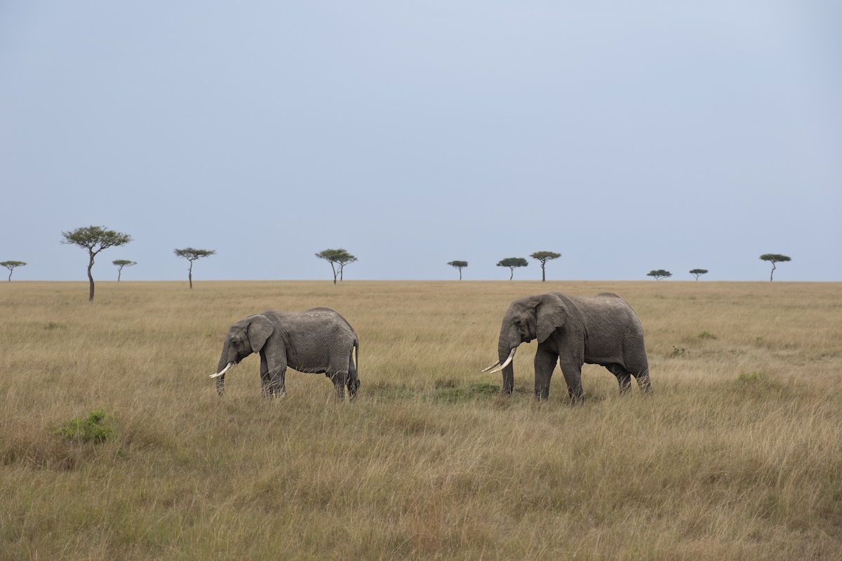 Two elephants walking through tall golden grass on an open savanna