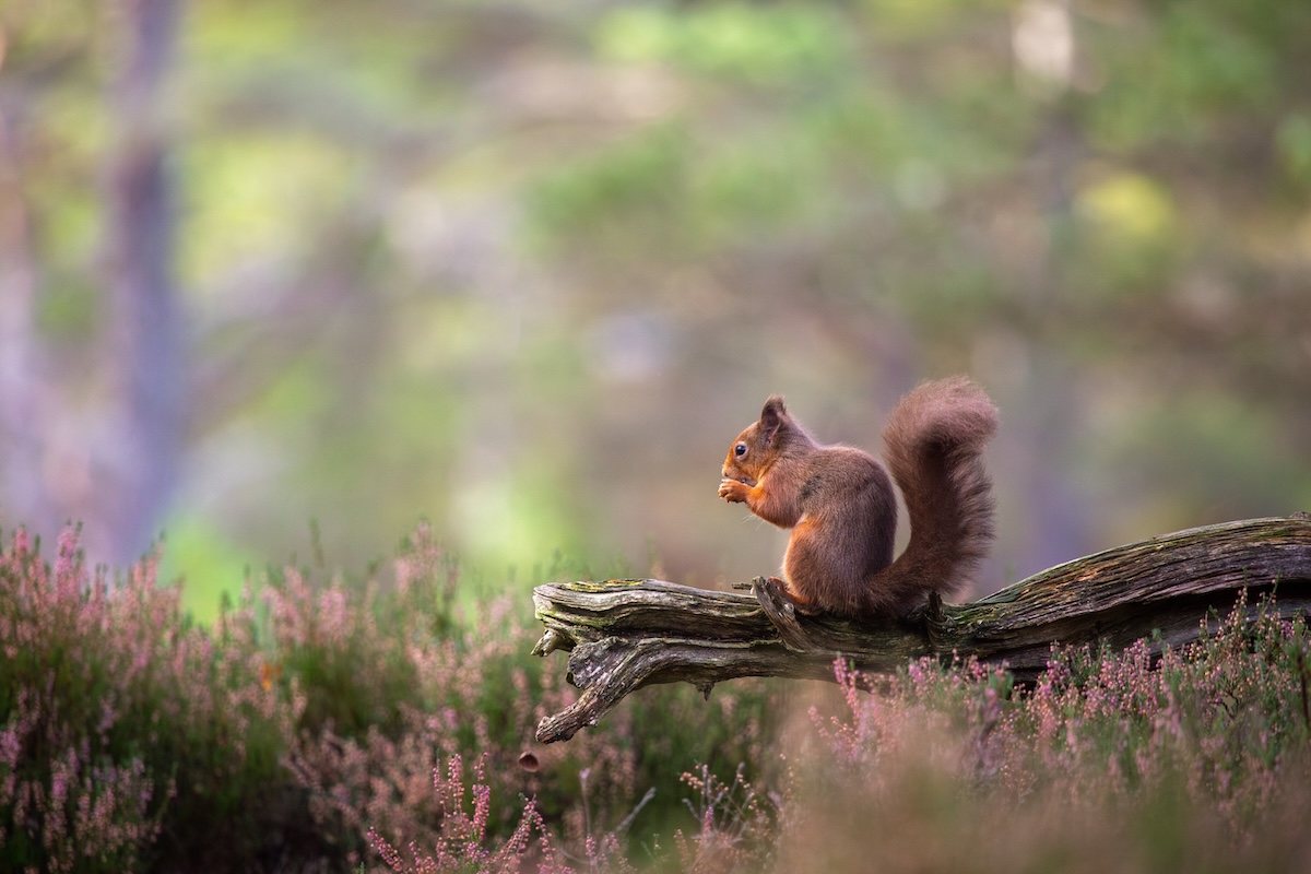 Red squirrel on a branch