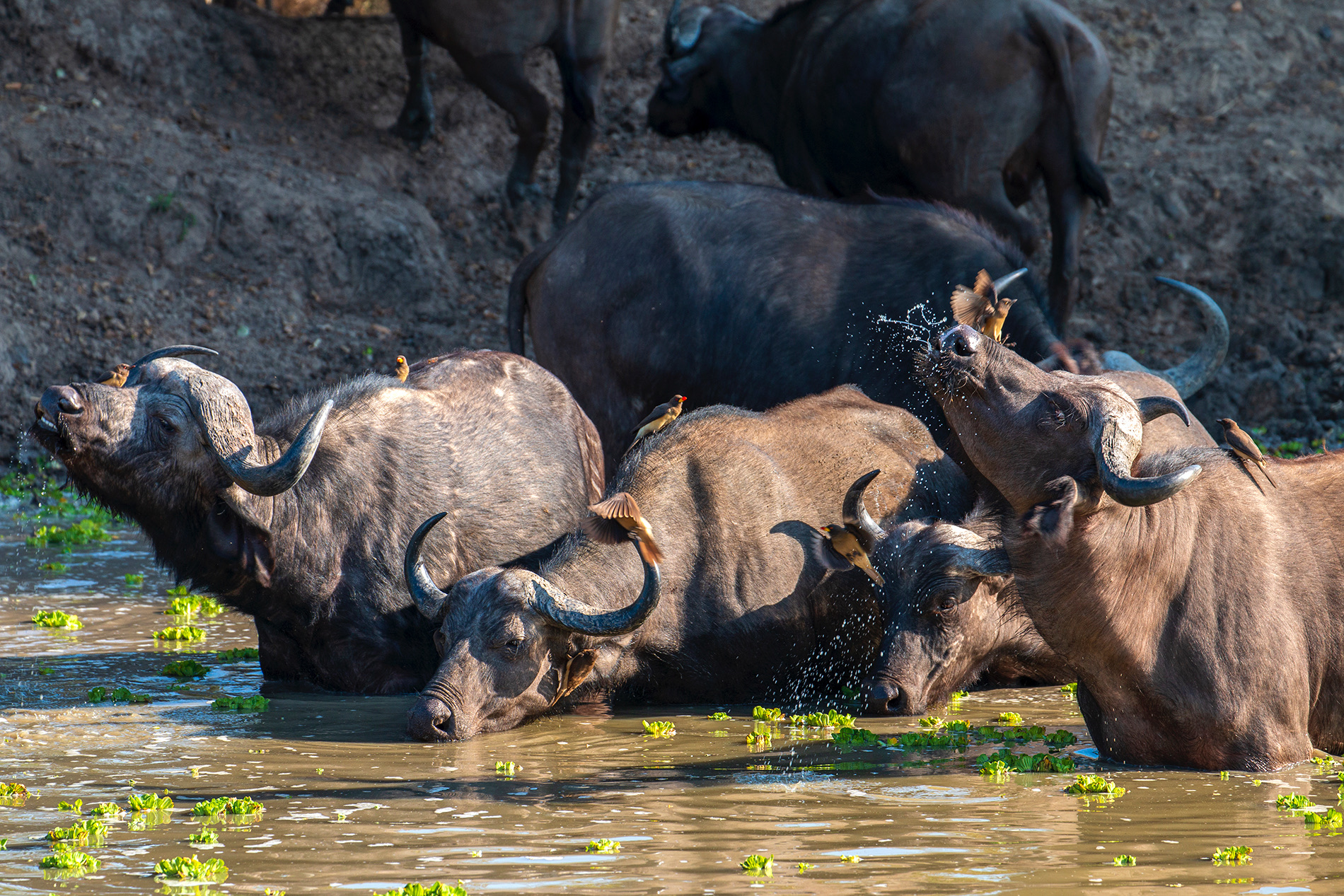 A group of buffalo standing in water with birds on their backs