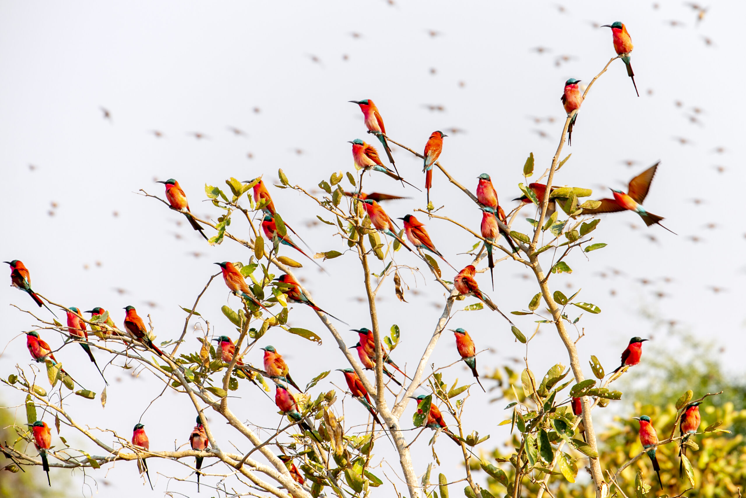 Many bright red and blue birds sitting on branches with more flying in the sky
