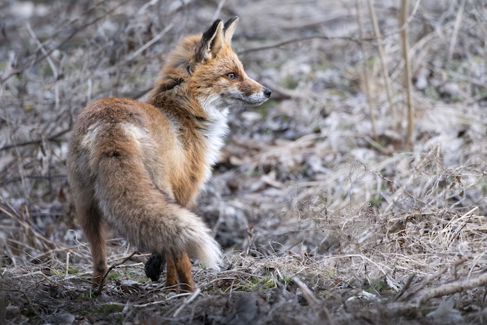 fox photography Estonia