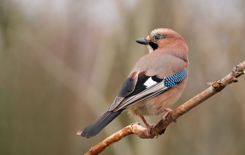 Estonia bird photography workshop_8