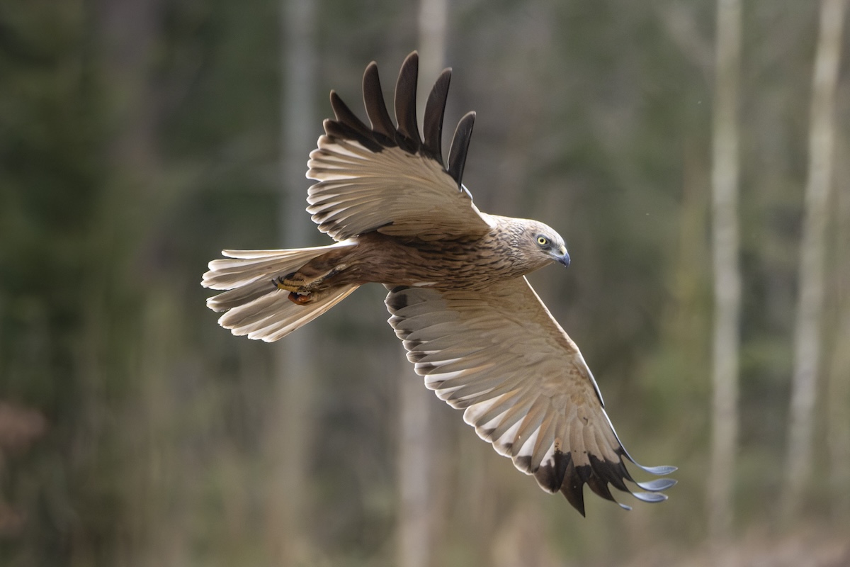Discovering Estonia: A Hidden Gem for Wildlife Photography