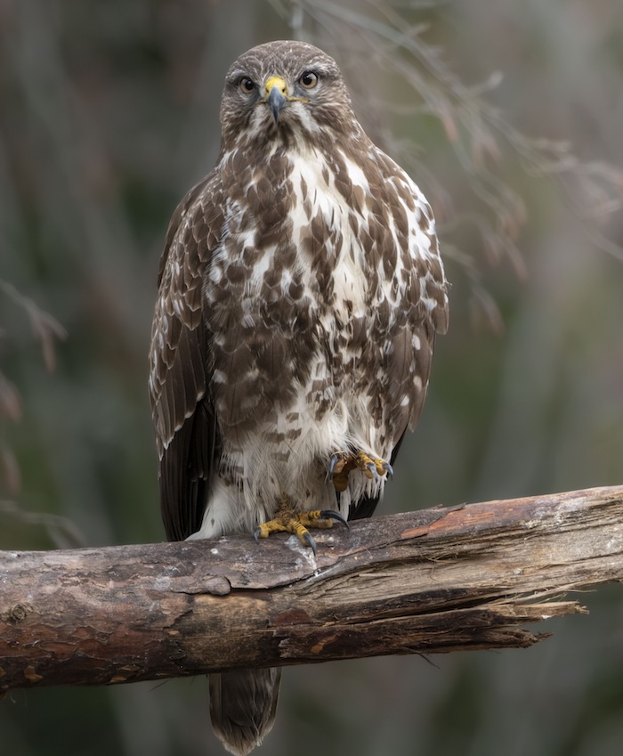 birds of prey photography workshop Estonia