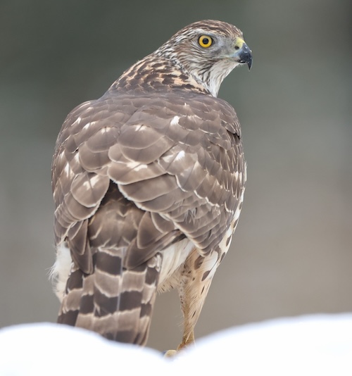 Goshawk Estonia