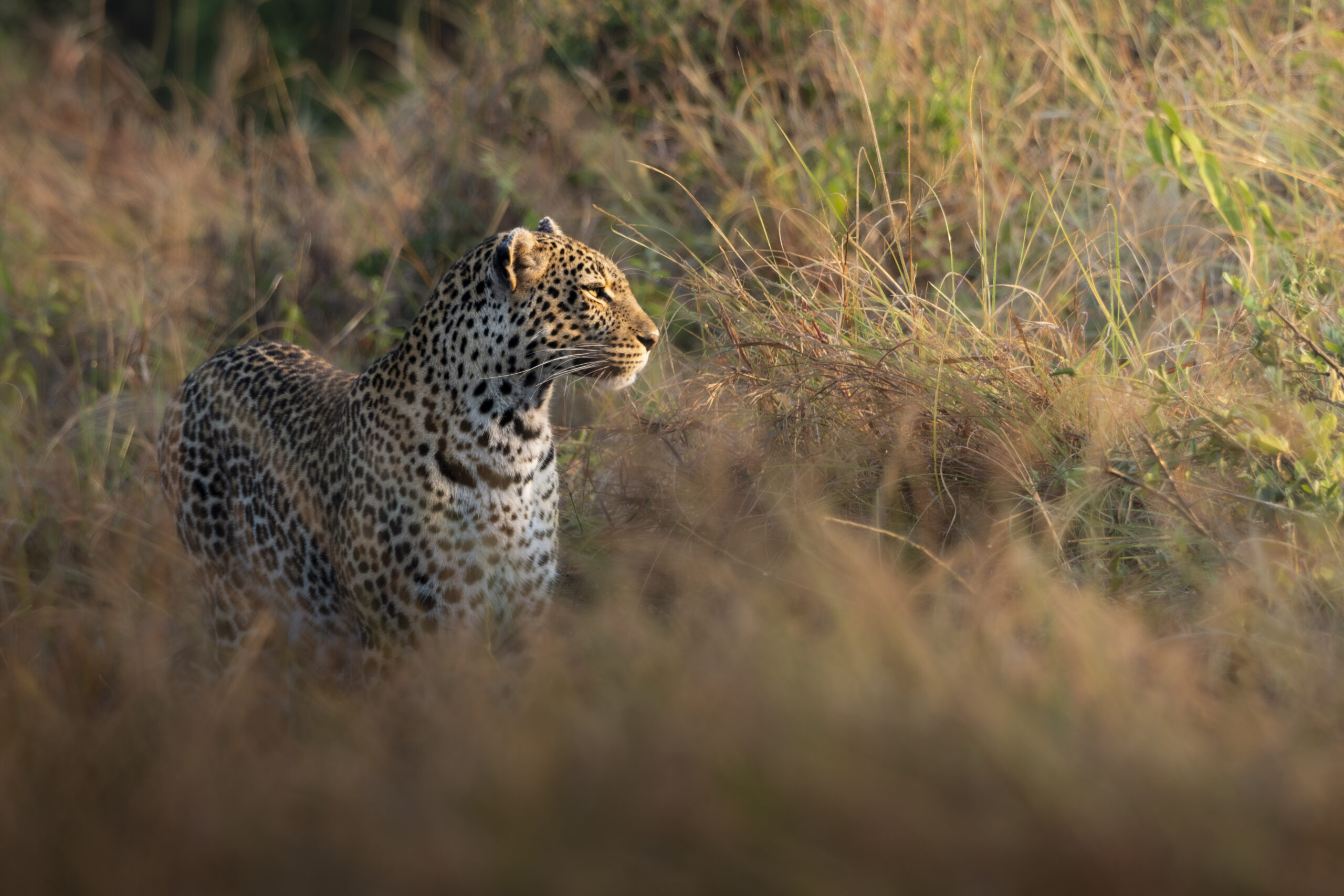 A leopard standing in tall grass, looking to the right.