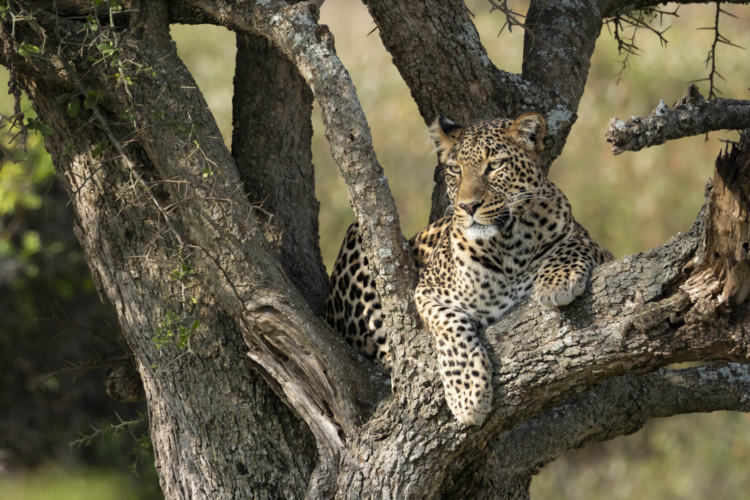 A leopard resting on the branch of a tree, looking out calmly