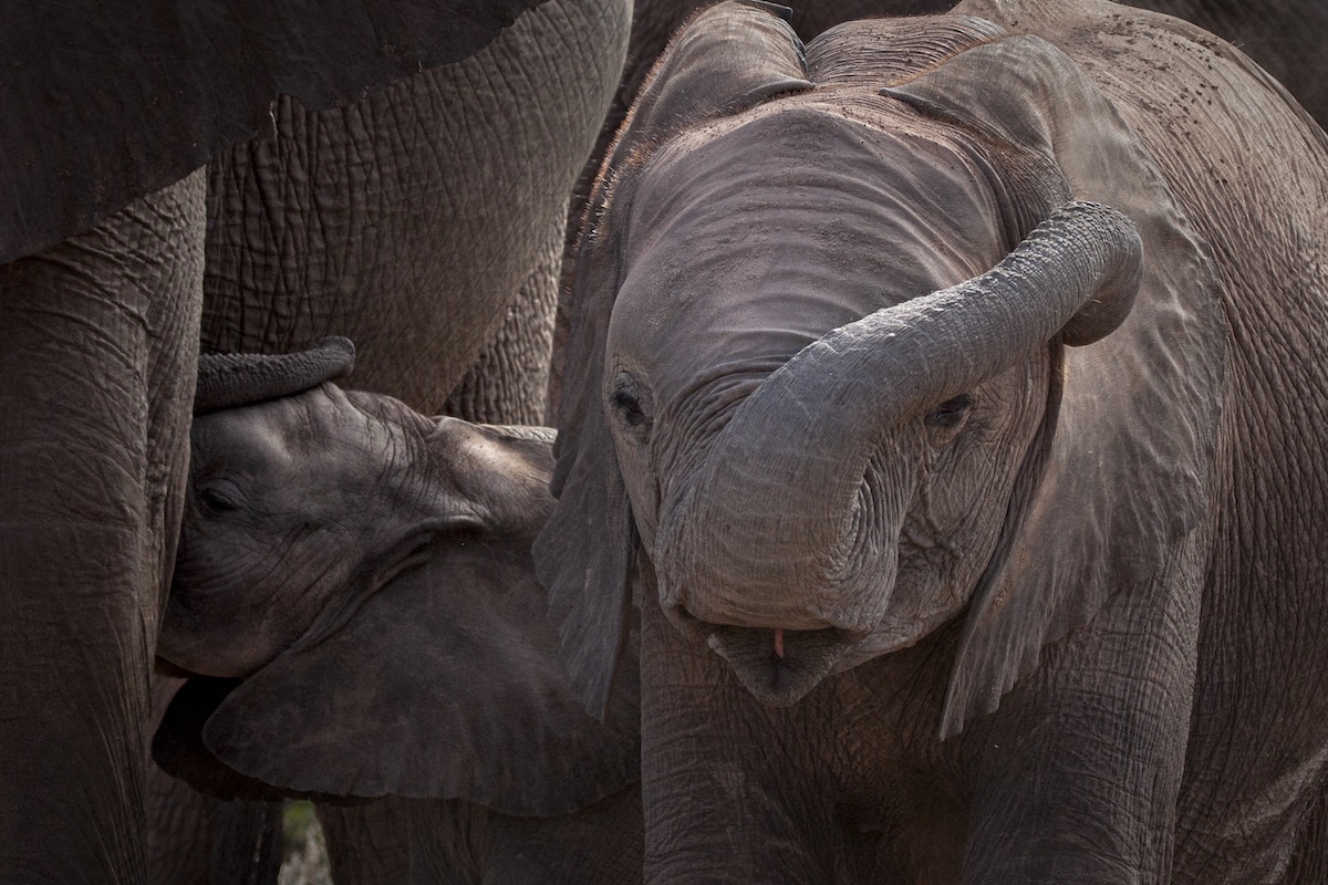 Two baby elephants close to adult elephants, one nursing