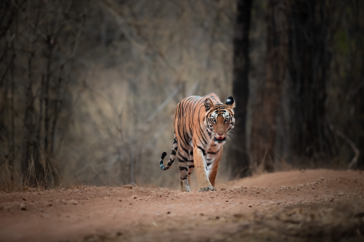 A tiger strides along a forest path, its gaze fixed straight ahead