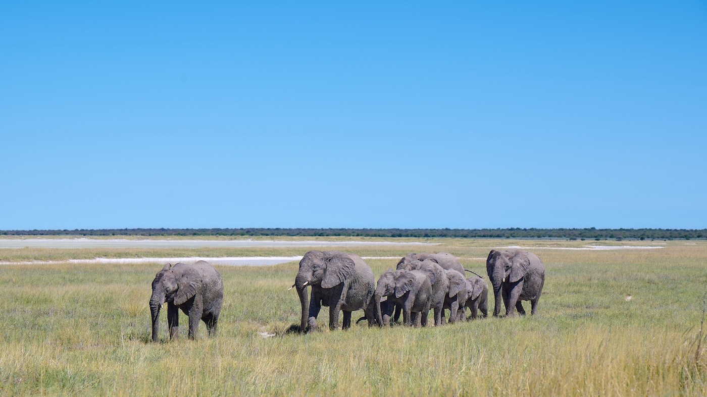 Herd of elephants walking through grassy plains under a clear sky