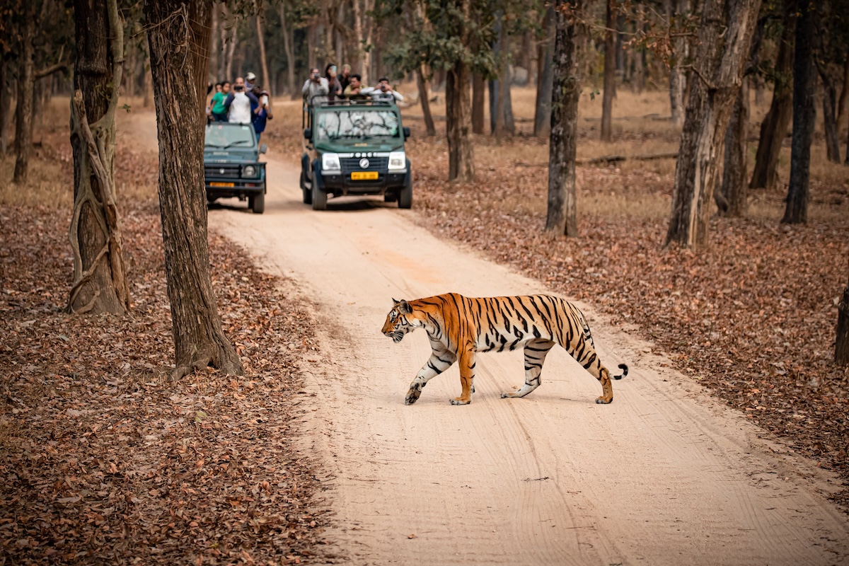 A tiger calmly crosses a forest road as tourists watch from safari jeeps