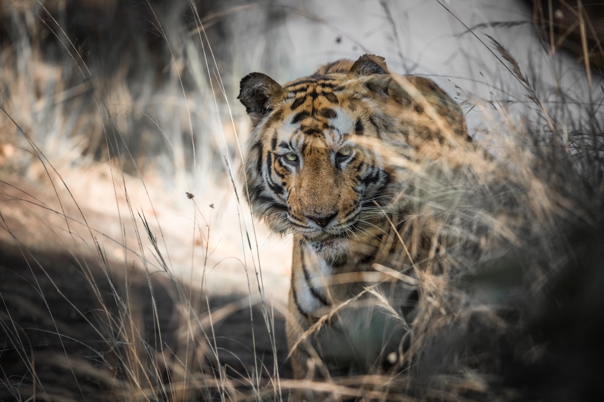 A tiger peeks through tall dry grass, eyes focused and alert