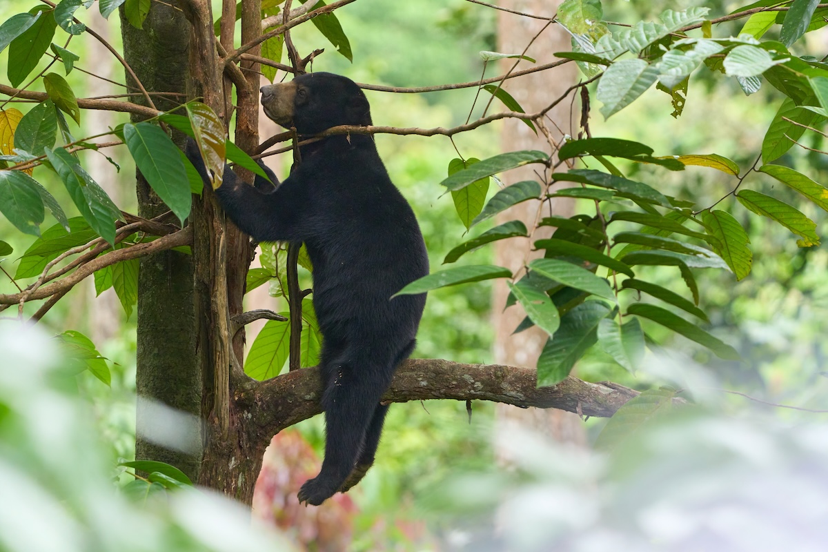 Borneo wildlife photography tour_7