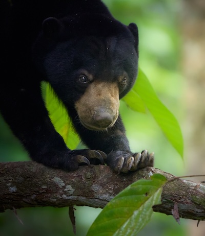 Borneo wildlife photography tour