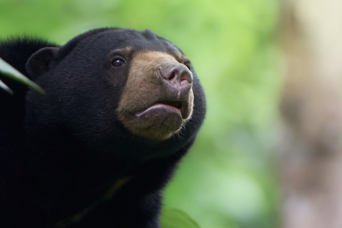 Borneo wildlife photography tour_4