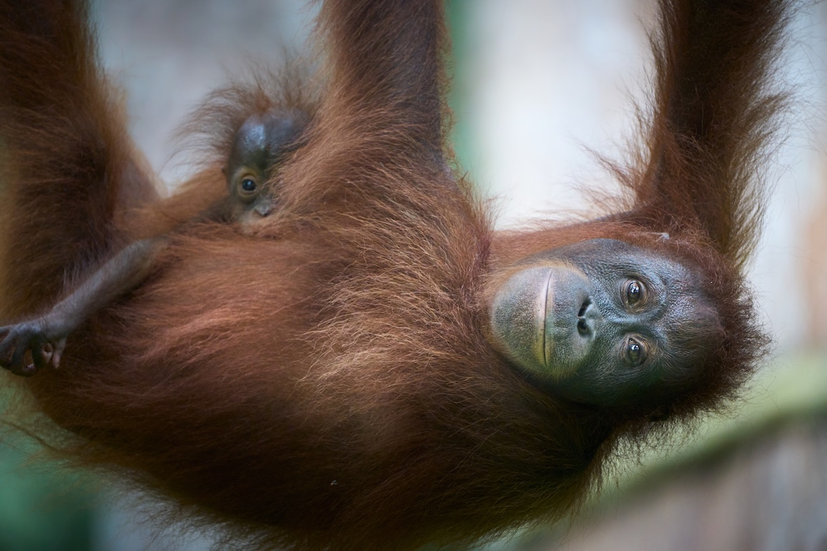 borneo photography tour_8