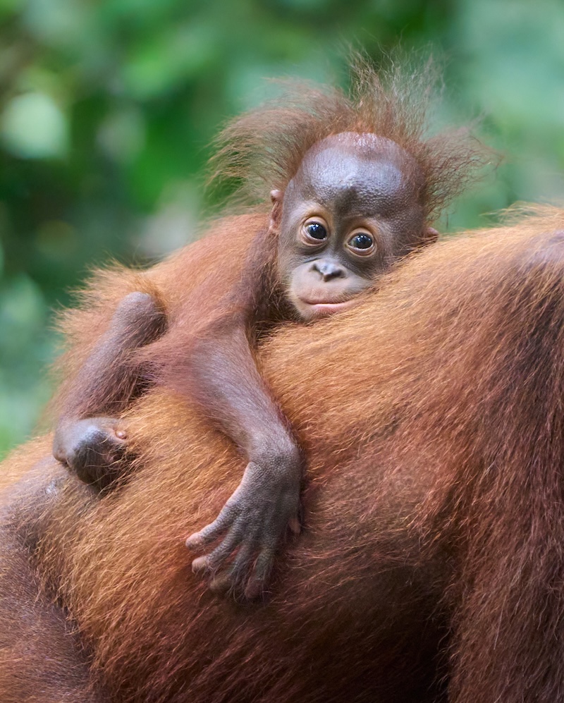 Borneo wildlife photography tour