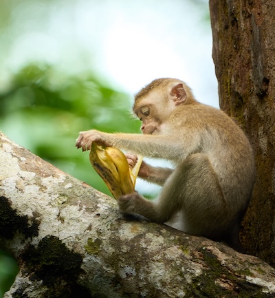 Borneo wildlife photography tour