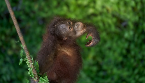 Borneo wildlife photography tour