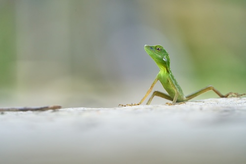 Borneo wildlife photography tour