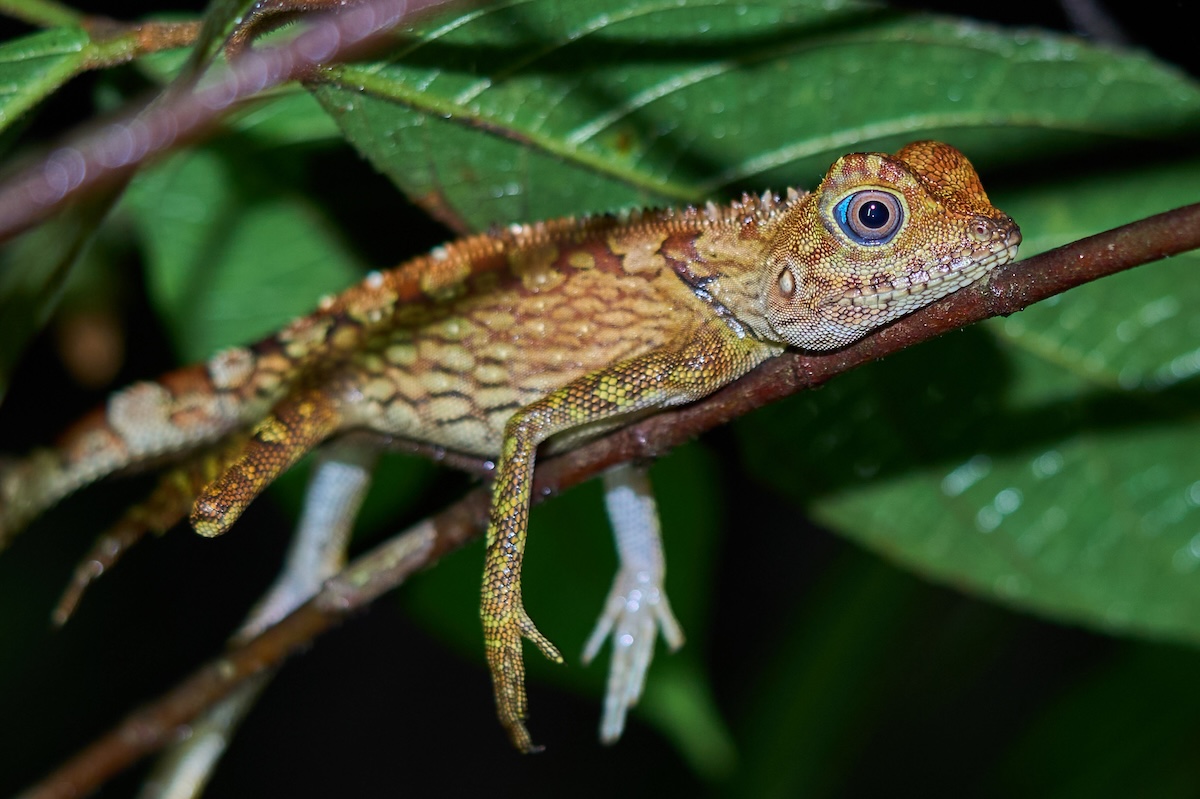 Borneo wildlife photo tour_9