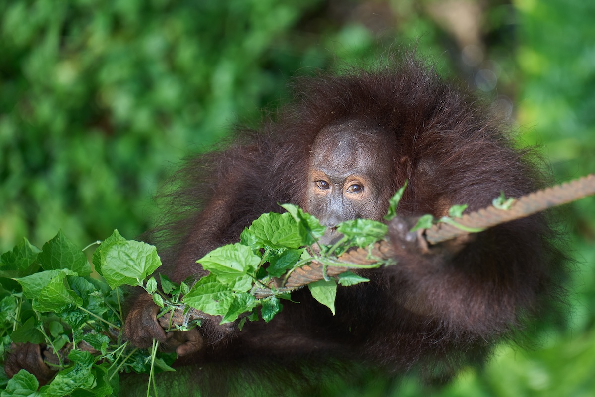 Borneo wildlife photography tour_5