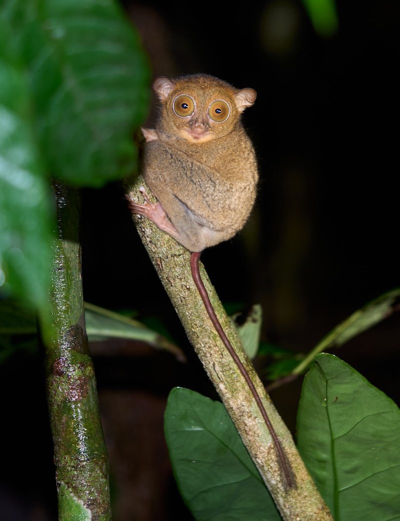 Borneo wildlife photography tour