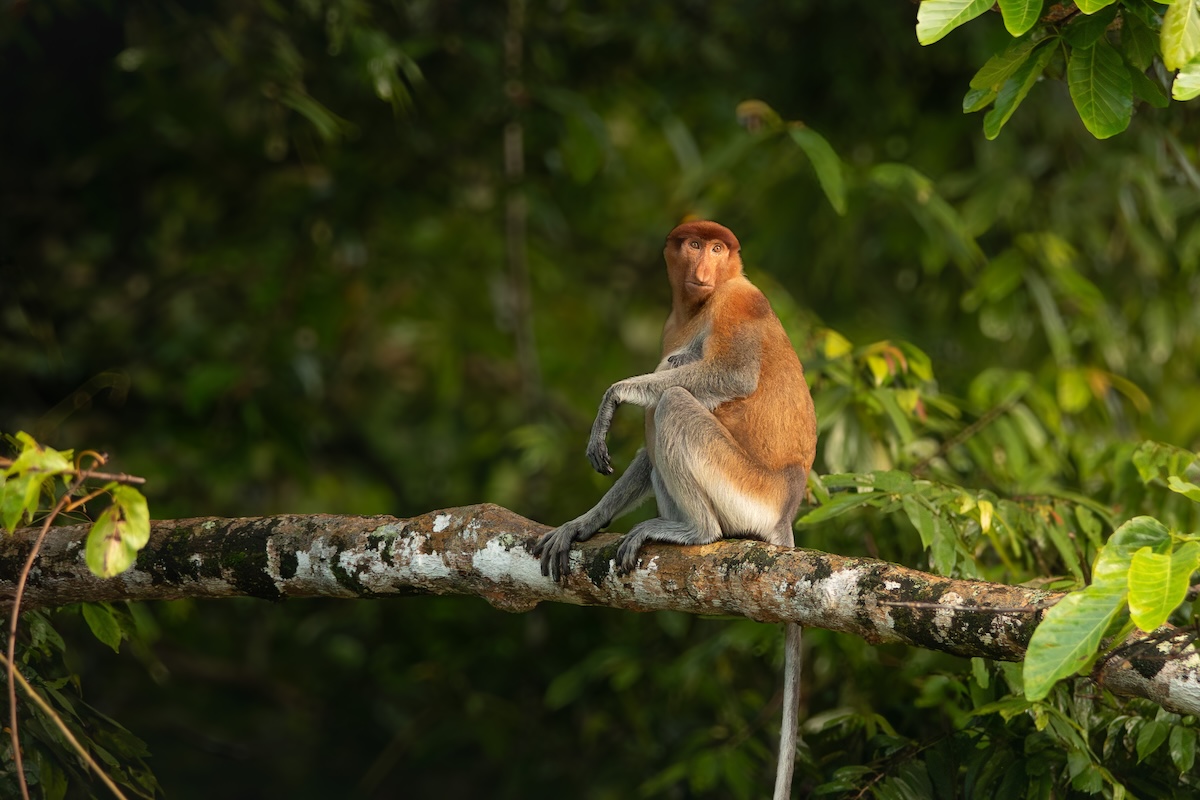 Borneo wildlife photography tour_6