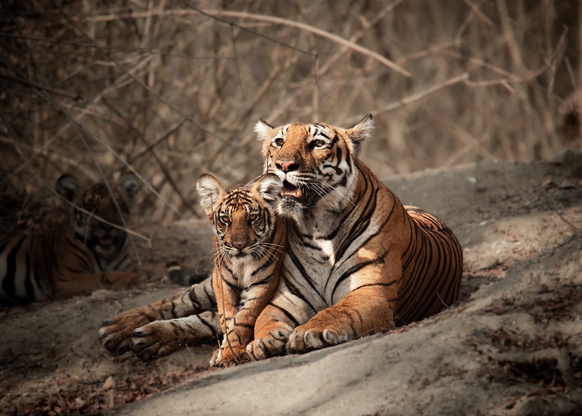 A tigress lounges on the ground with her cub snuggled close beside her