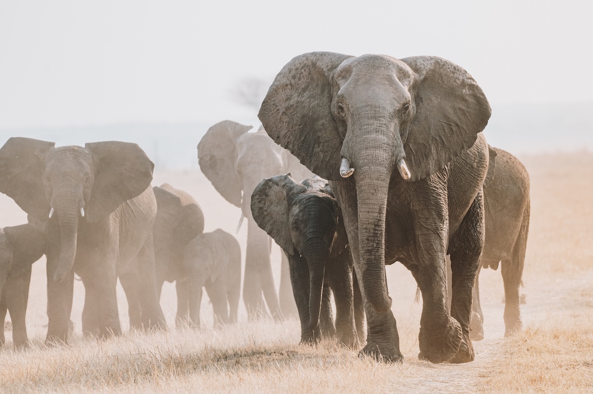 Victoria Falls wildlife, elephants