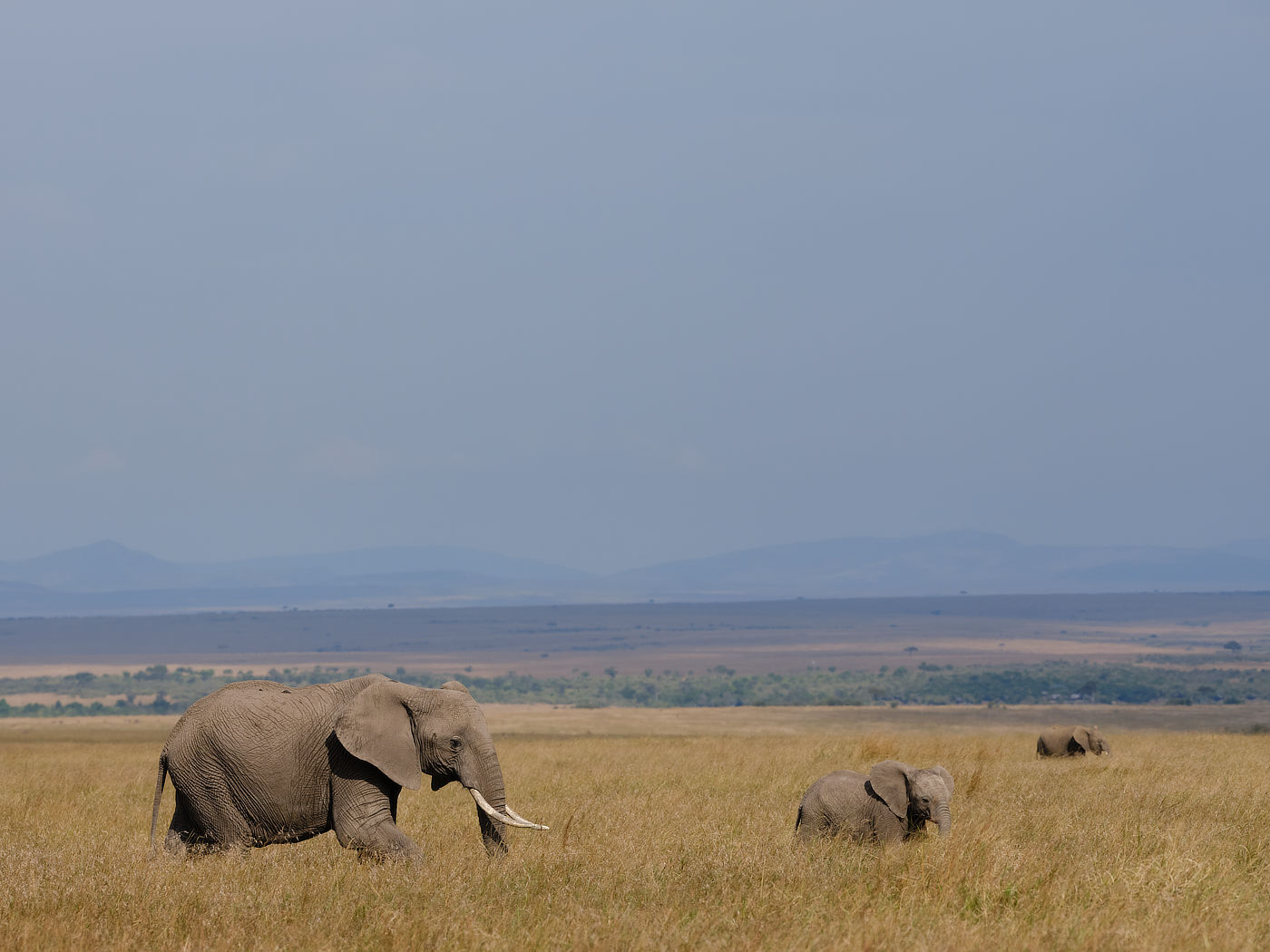 Three elephants walking through a grassy plain with mountains in the background