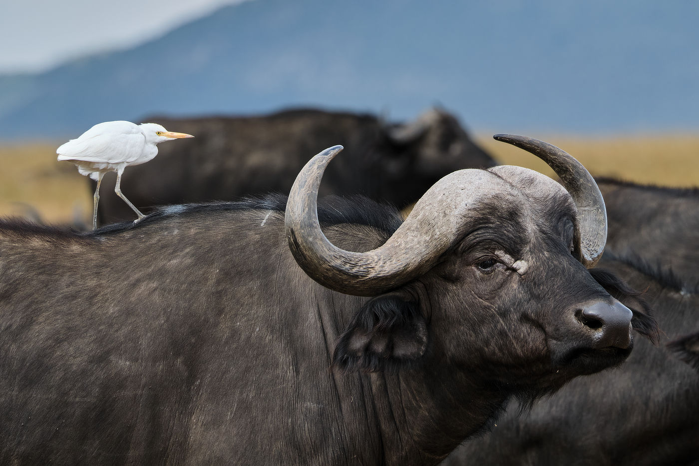 A white bird standing on the back of a buffalo in a herd