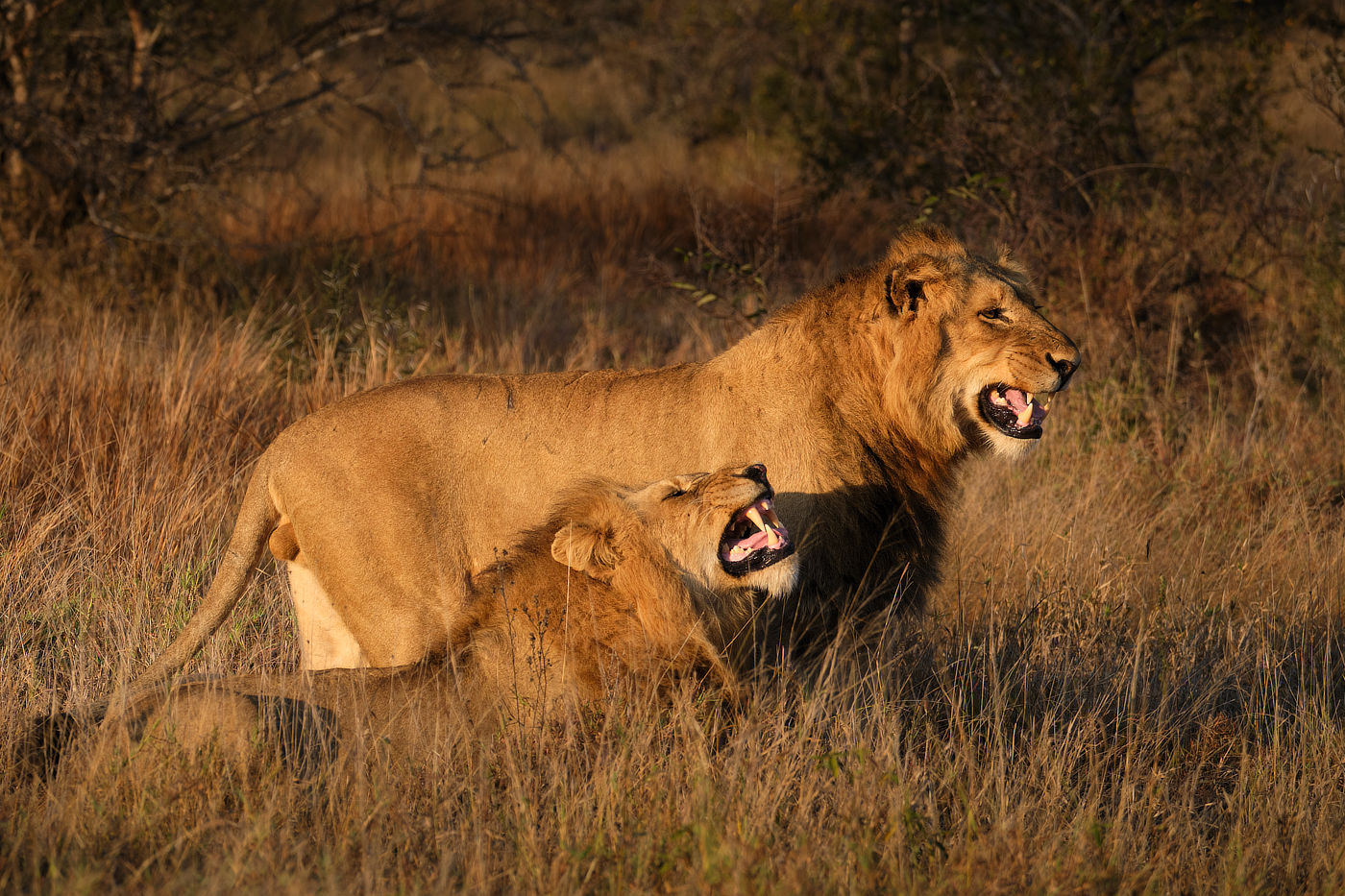 Two male lions in dry grass, both roaring or growling
