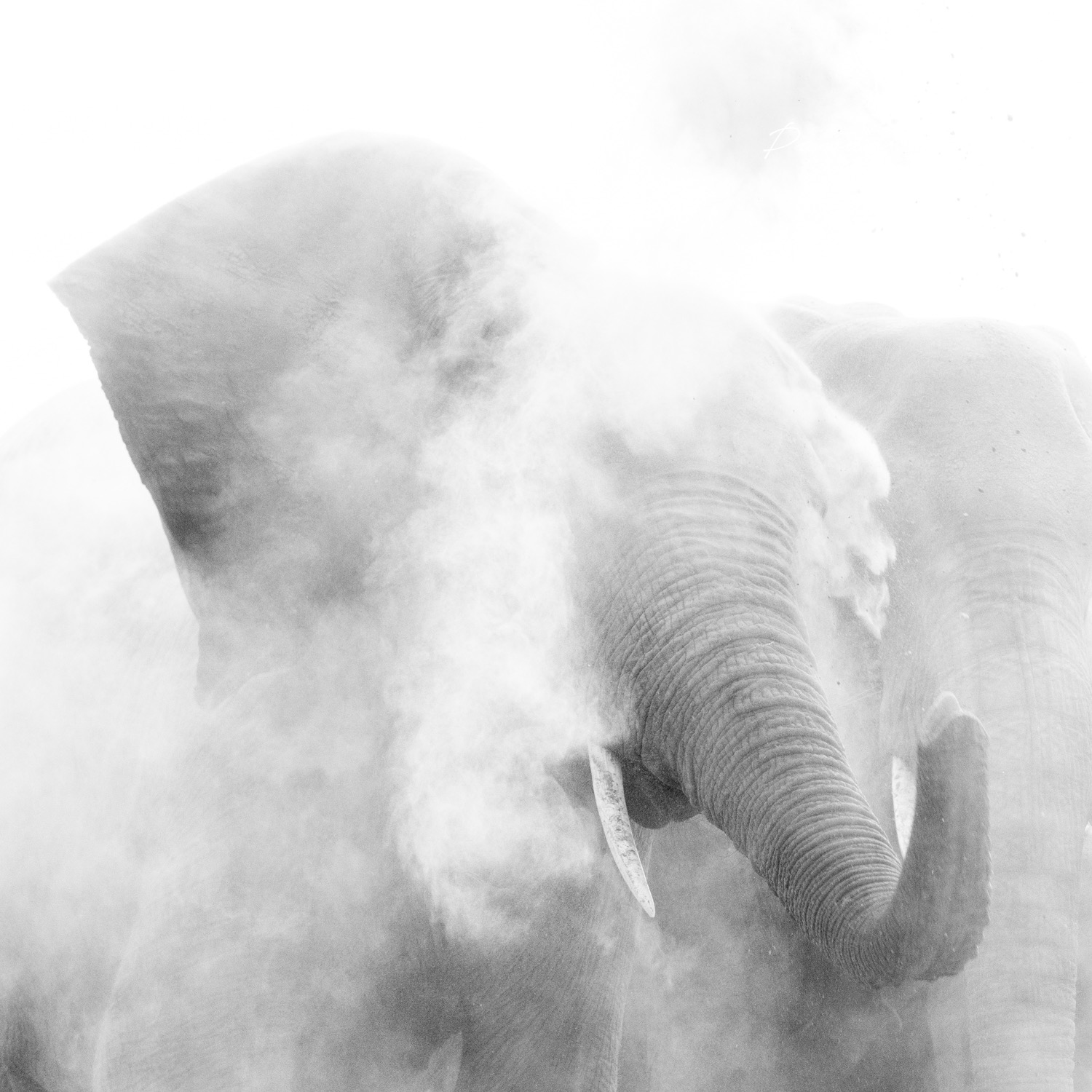 An elephant playing in a cloud of dust