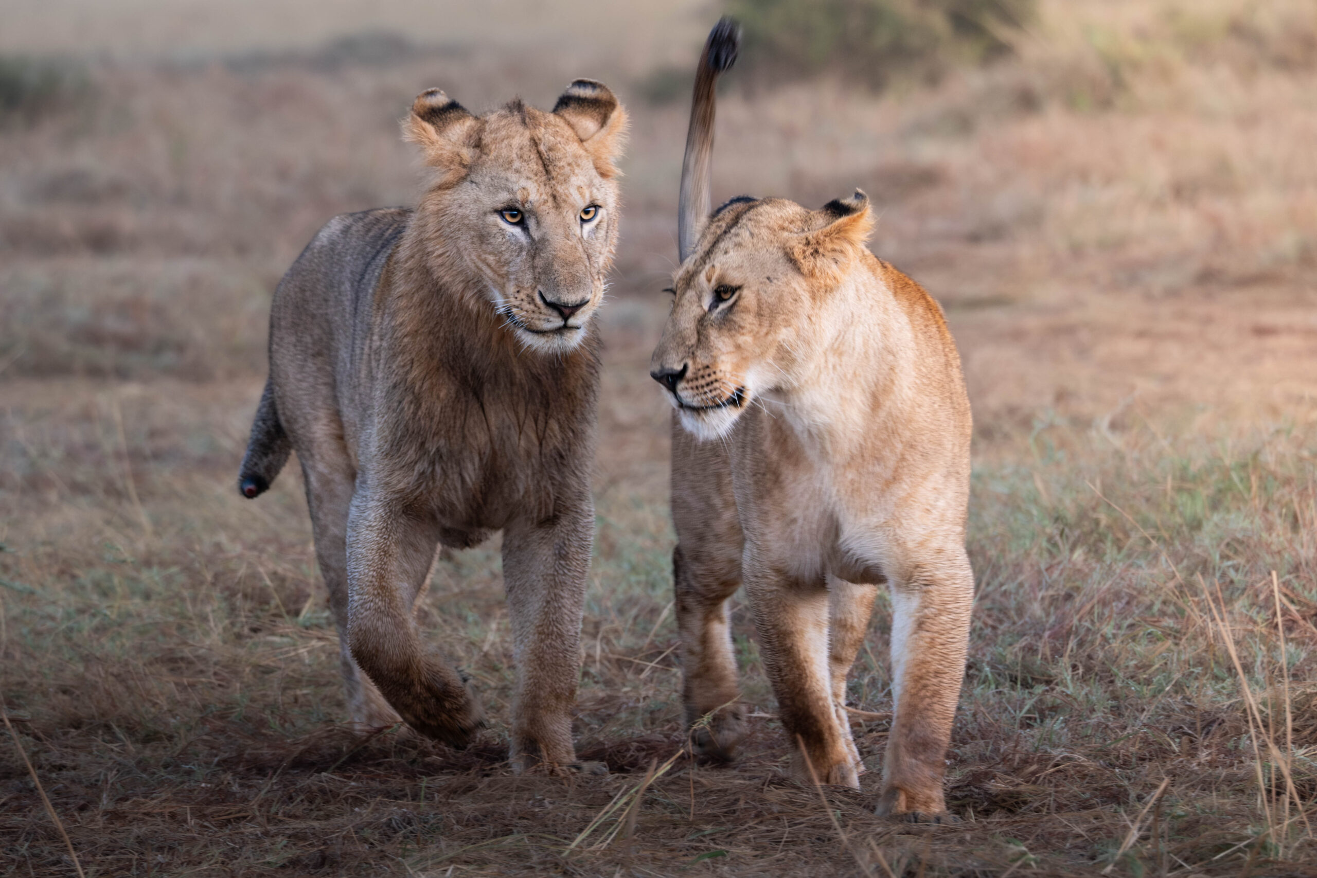 Two young lions walking together on dry grass