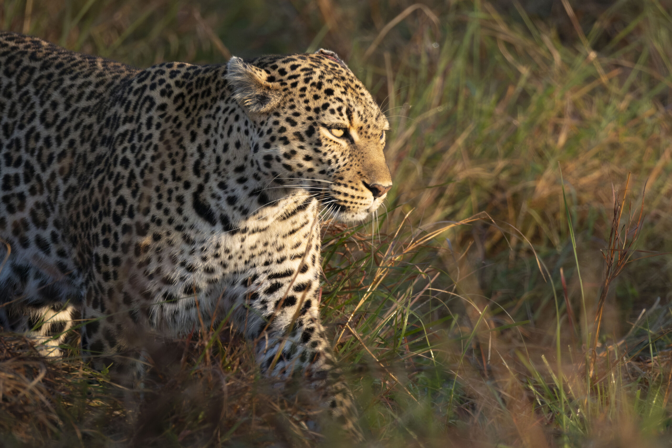 Leopard walking through tall grass in sunlight
