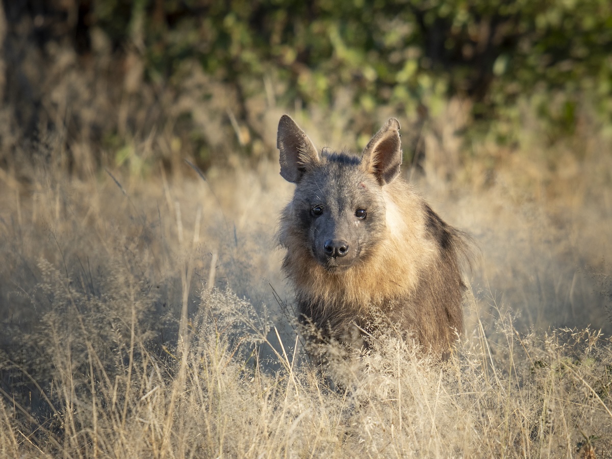 A hyena standing in the grass, looking at the camera