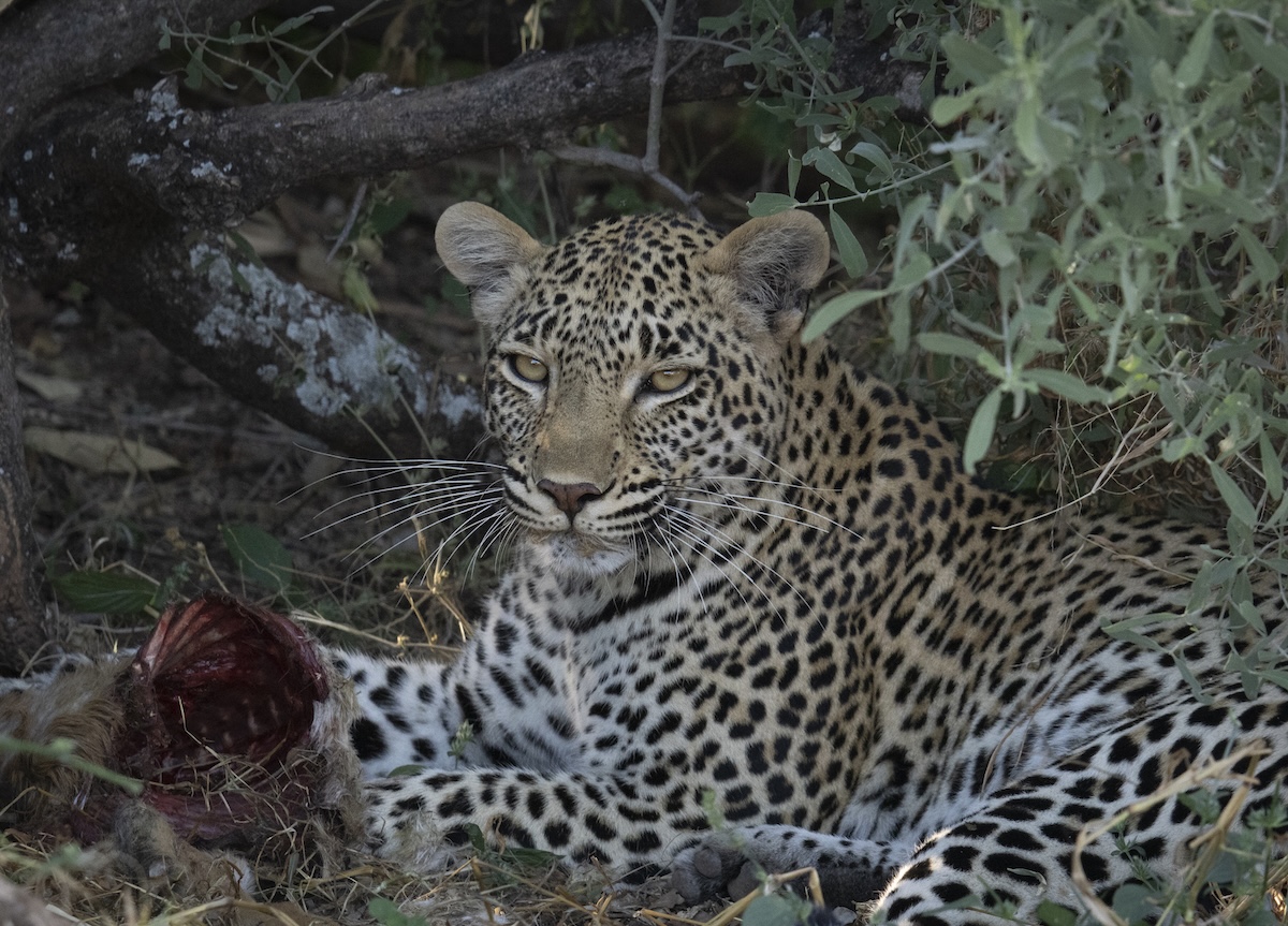 A leopard resting under a tree with its meal beside it