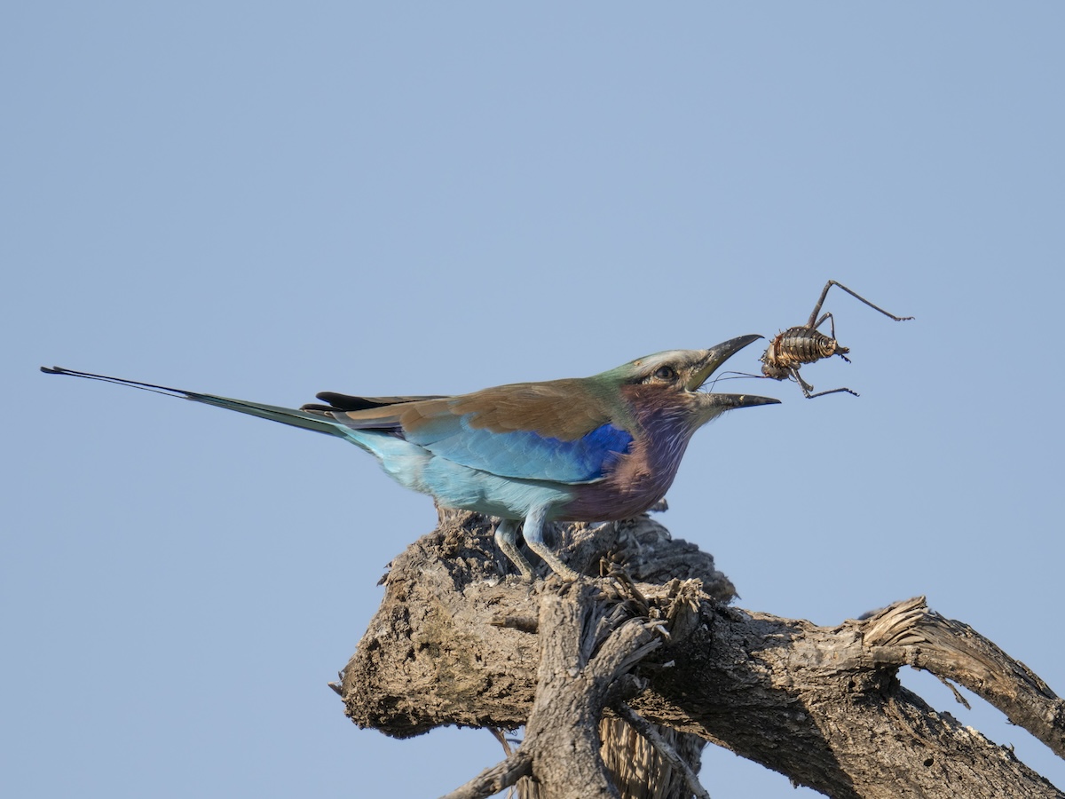 Botswana photo safari