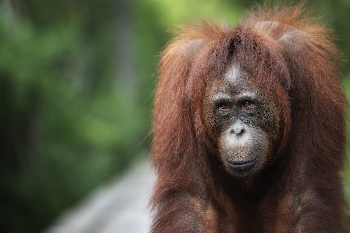 Borneo wildlife photo tour