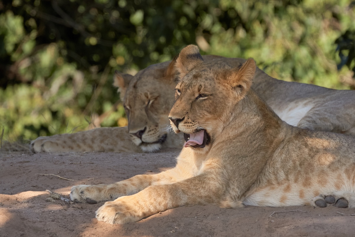 Two lionesses lying on the ground, one yawning and the other resting with eyes closed