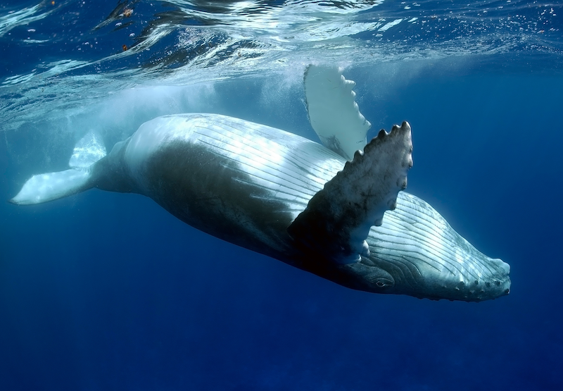 underwater photography course