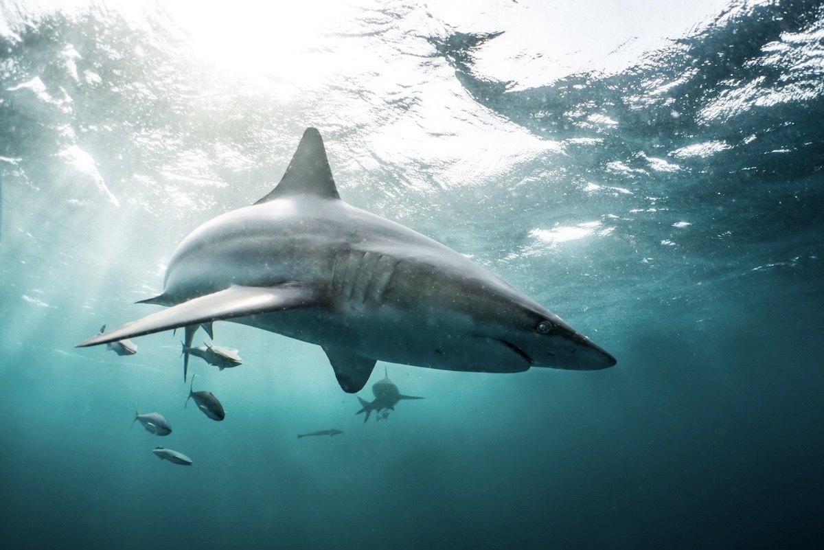 Shark swimming underwater with fish nearby