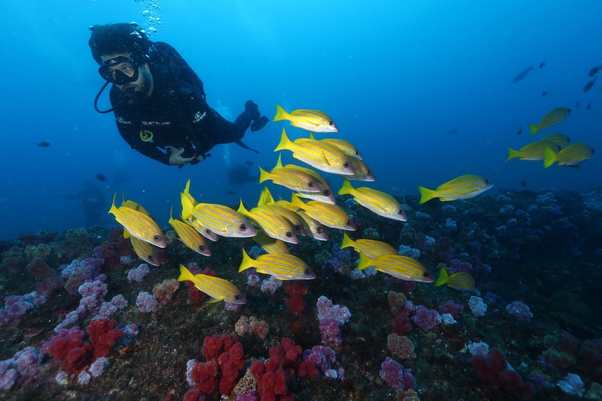 Diver swimming near yellow fish and coral